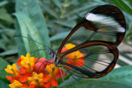 Borboleta