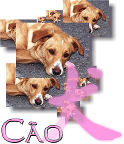 Cão