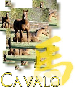 Cavalo