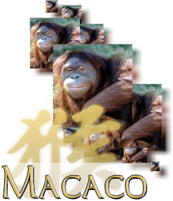 Macaco