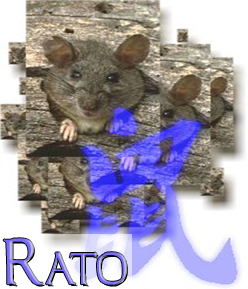 Rato