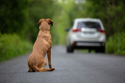 Cão Abandonado