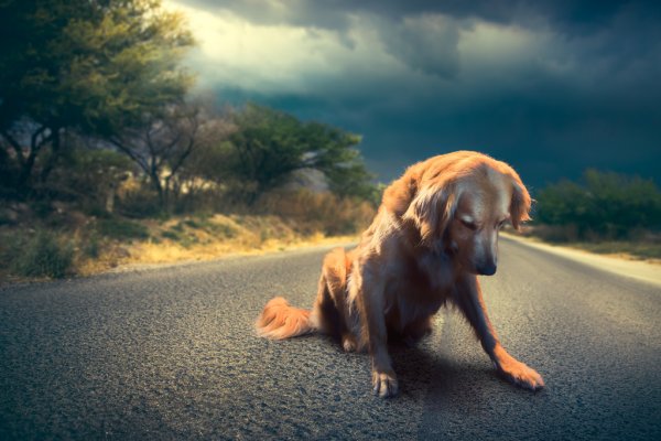 Cão Abandonado