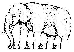 Elefante